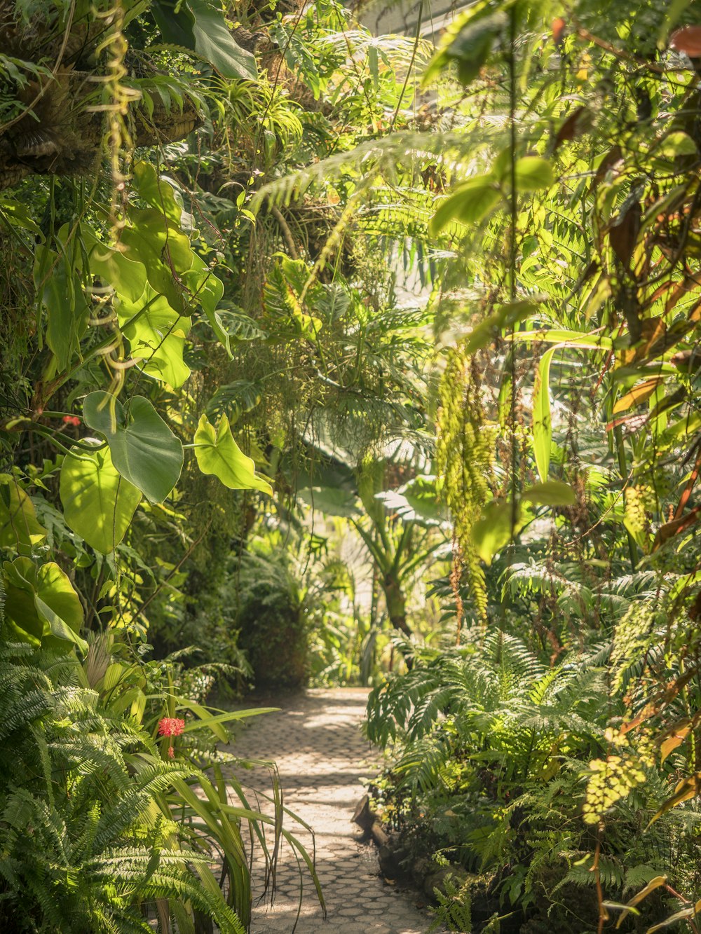 a path through a jungle