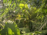 a group of plants