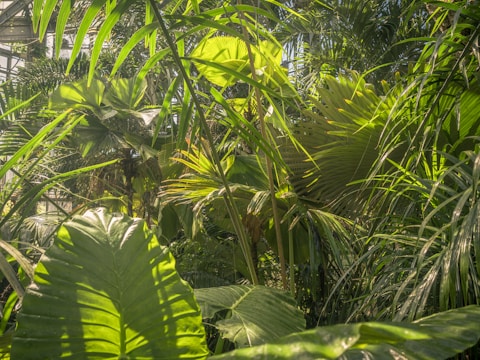 a group of plants