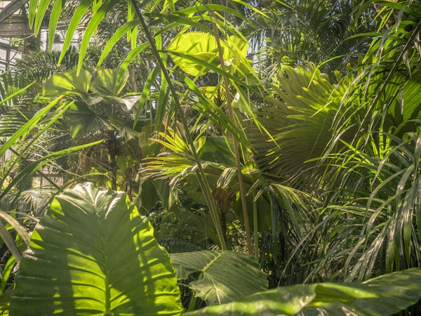 Thermorégulation, hydratation et performance lors d'un trail de 6 jours en milieu tropical