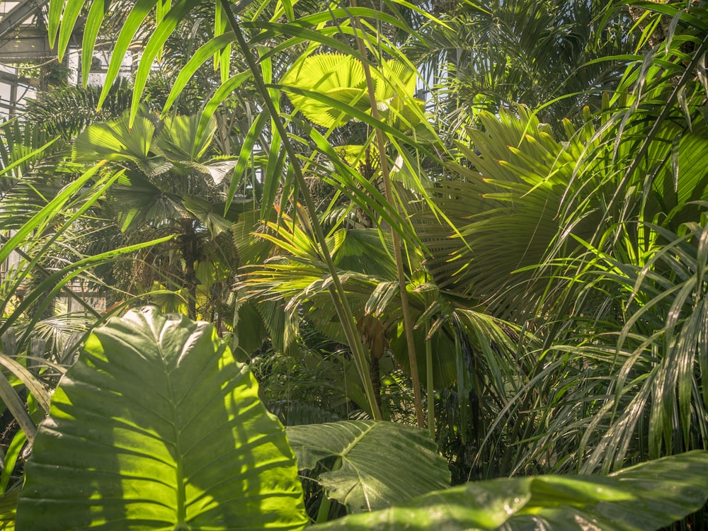 a group of plants