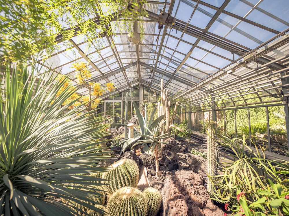 a greenhouse with plants and plants