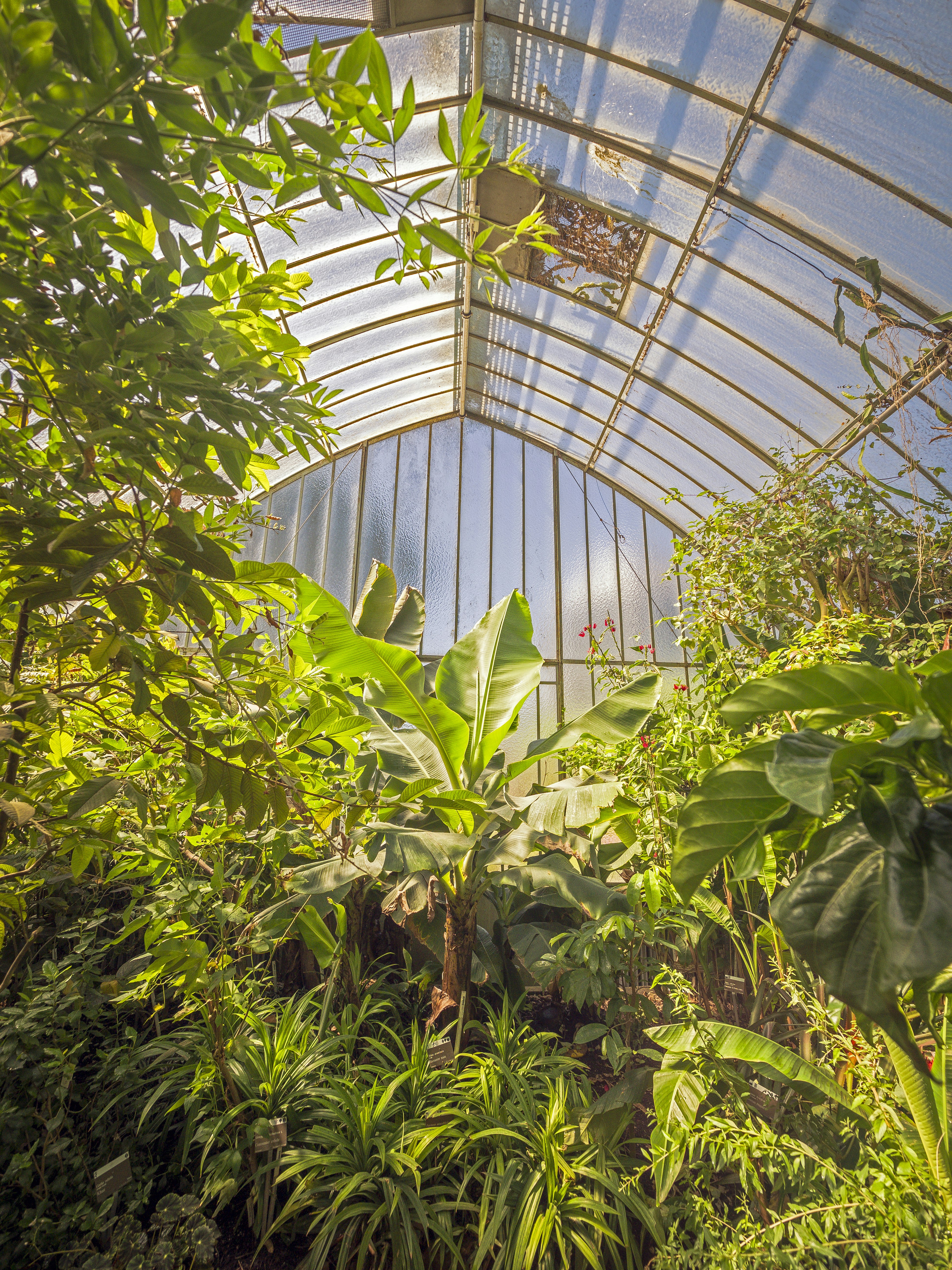 Lush green rainforest plants in a tropical greenhouse.