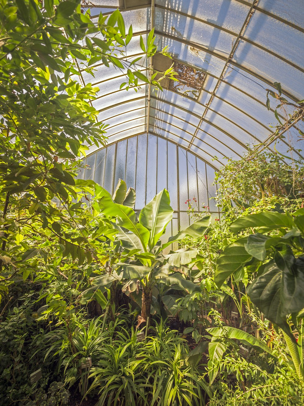 a greenhouse with plants