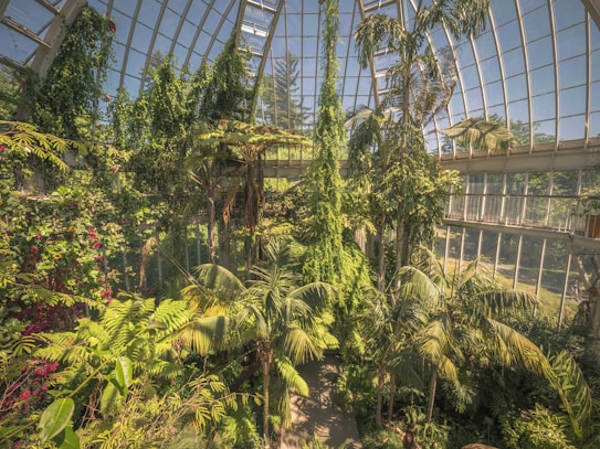 A large conservatory filled with various species of lush, green tropical plants and trees. The glass-paneled ceiling allows ample sunlight to flood the space, creating a vibrant and thriving greenhouse environment. Climbing plants and vines are visible on the structure. The overall atmosphere is one of abundant greenery and natural growth.