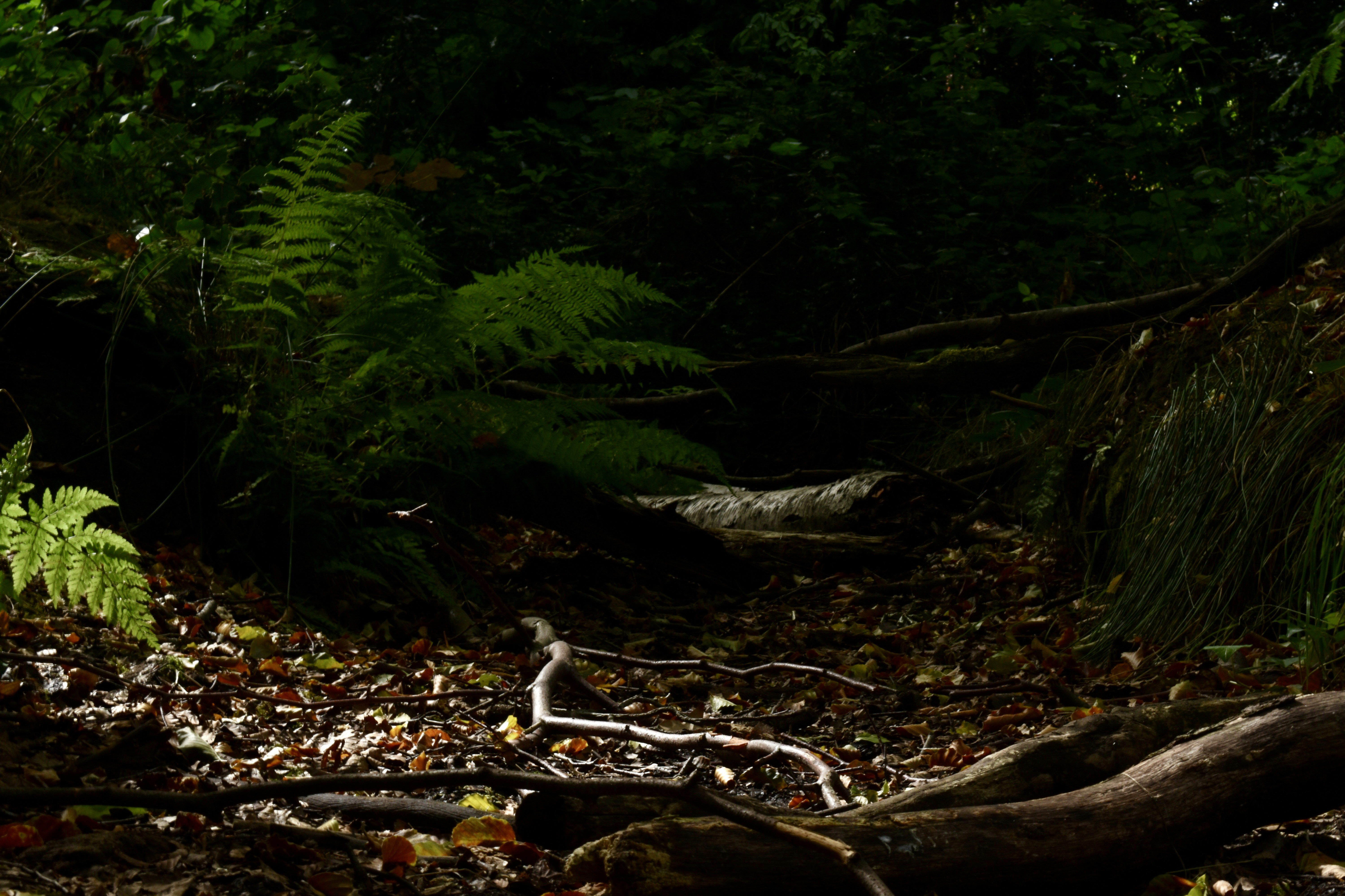 forest floor wallpaper, wallpaper, Herbal Tea Brewing: A Forest to Cup Guide 3