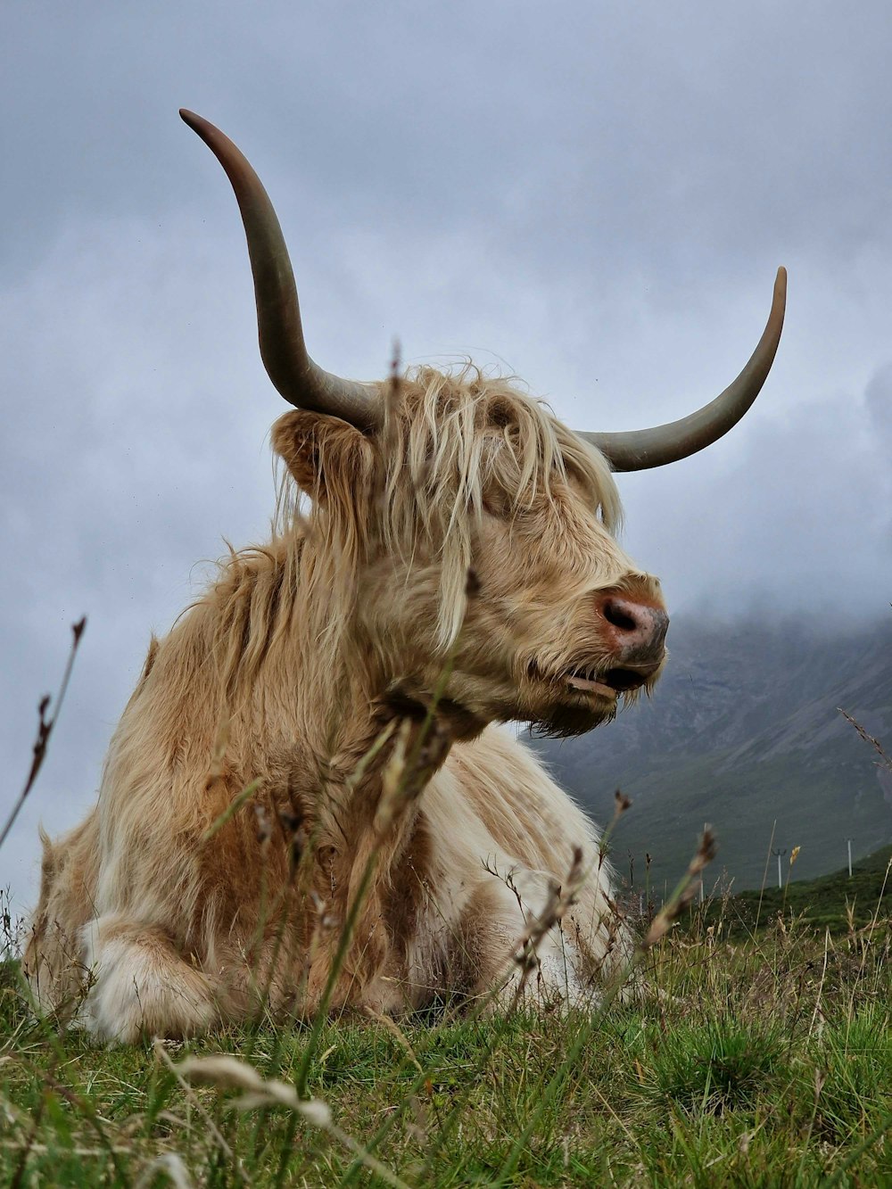 a yak with horns sitting in a field