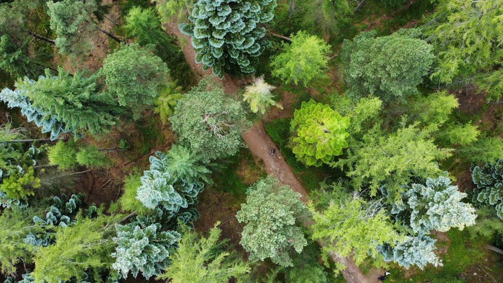 a large group of plants