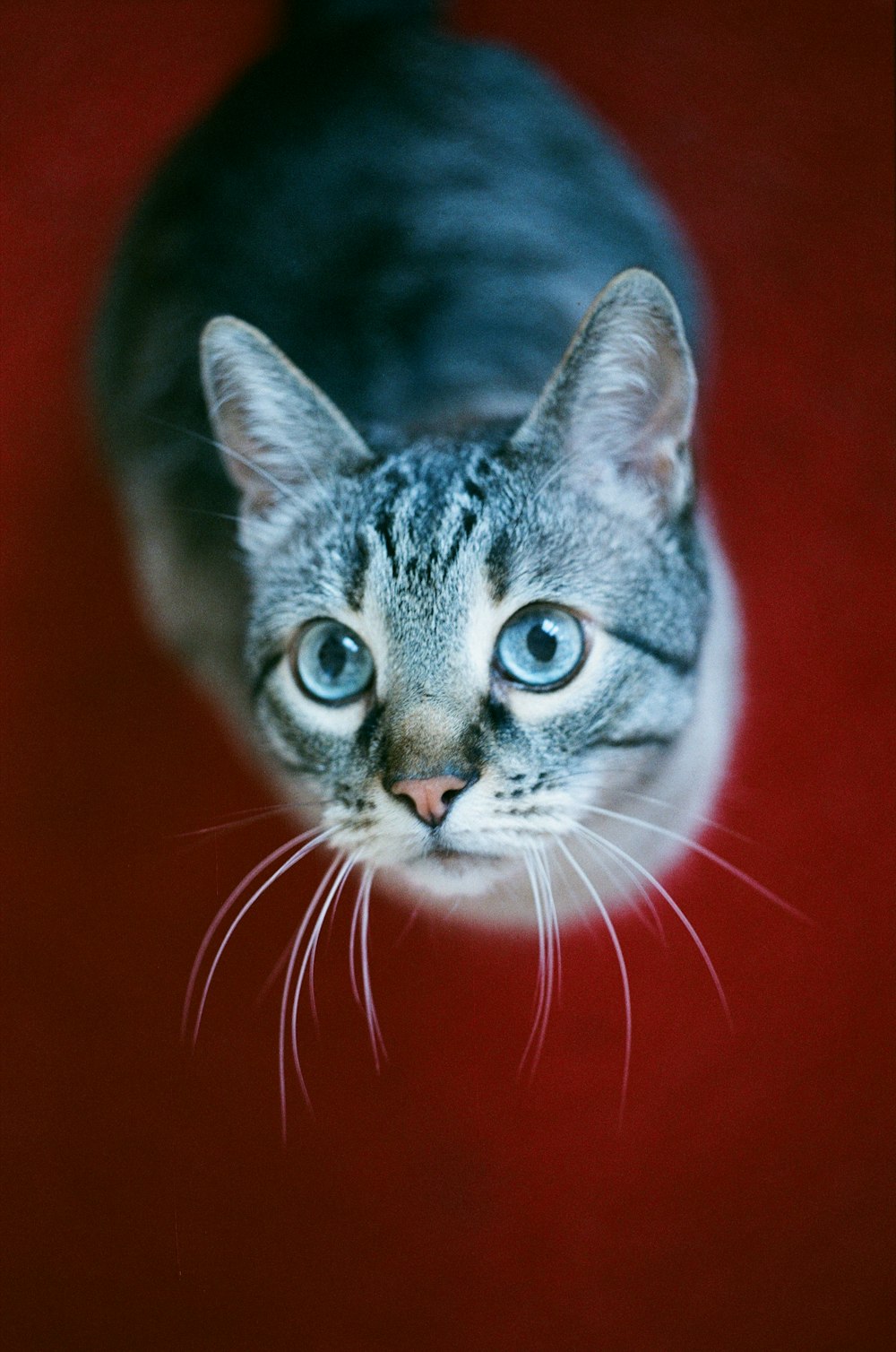 a cat with large blue eyes