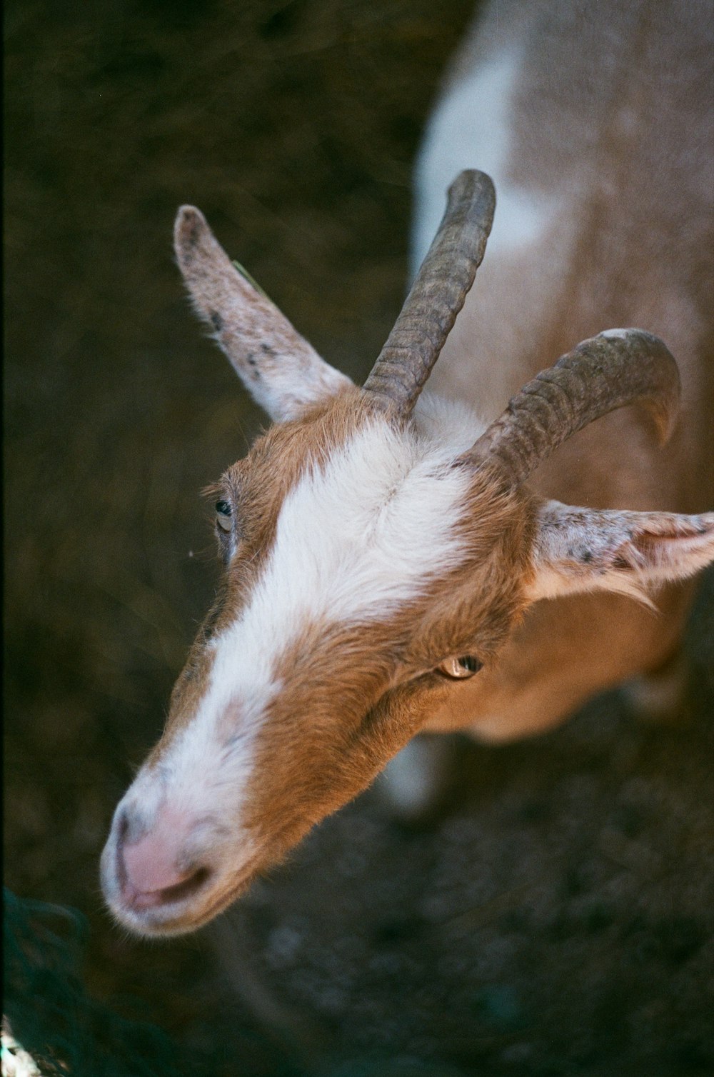 a deer with horns
