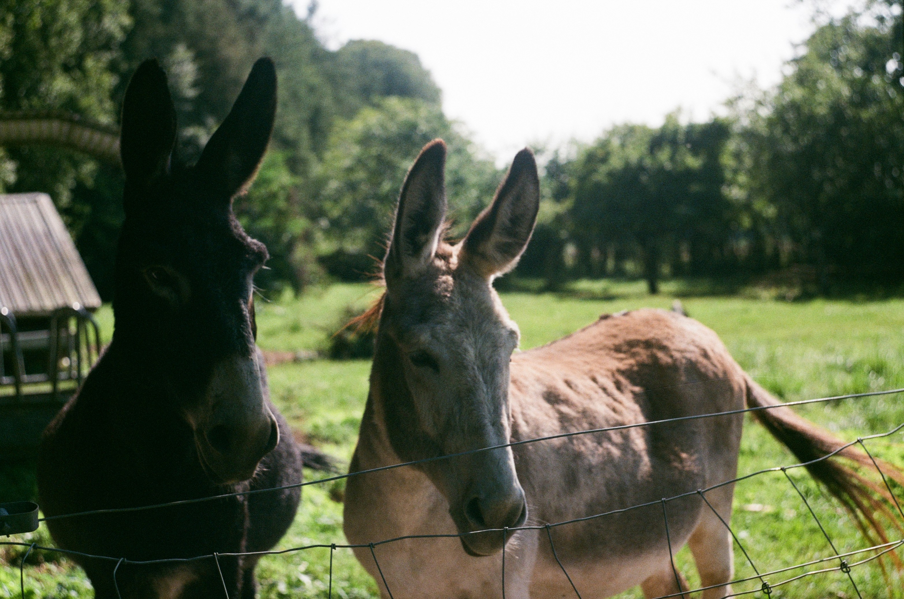 Un couple d’ânes derrière une clôture