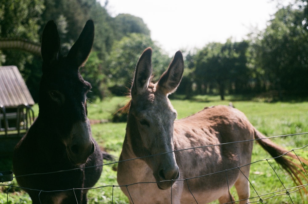 a couple of donkeys behind a fence