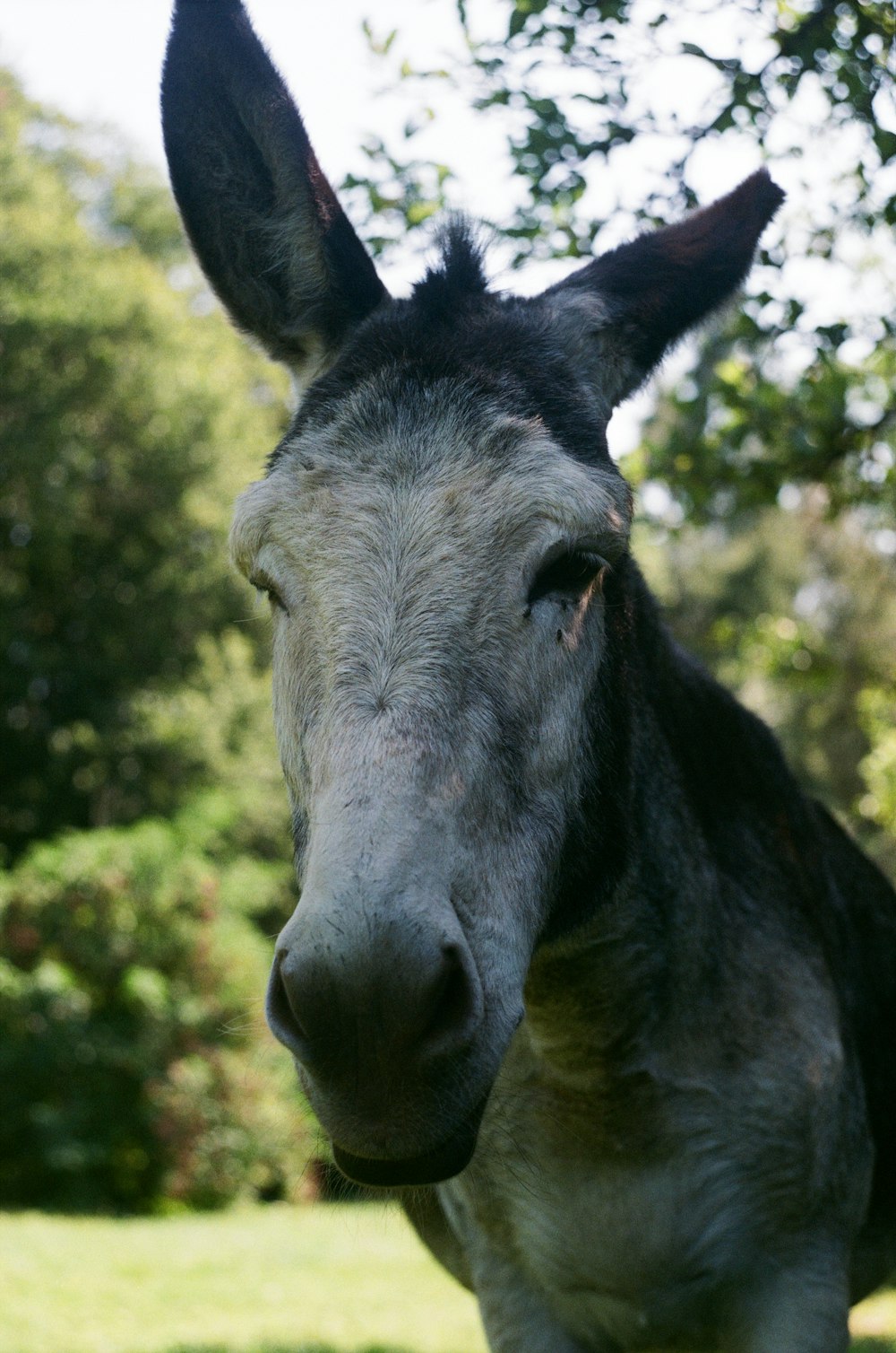 a donkey with a black nose