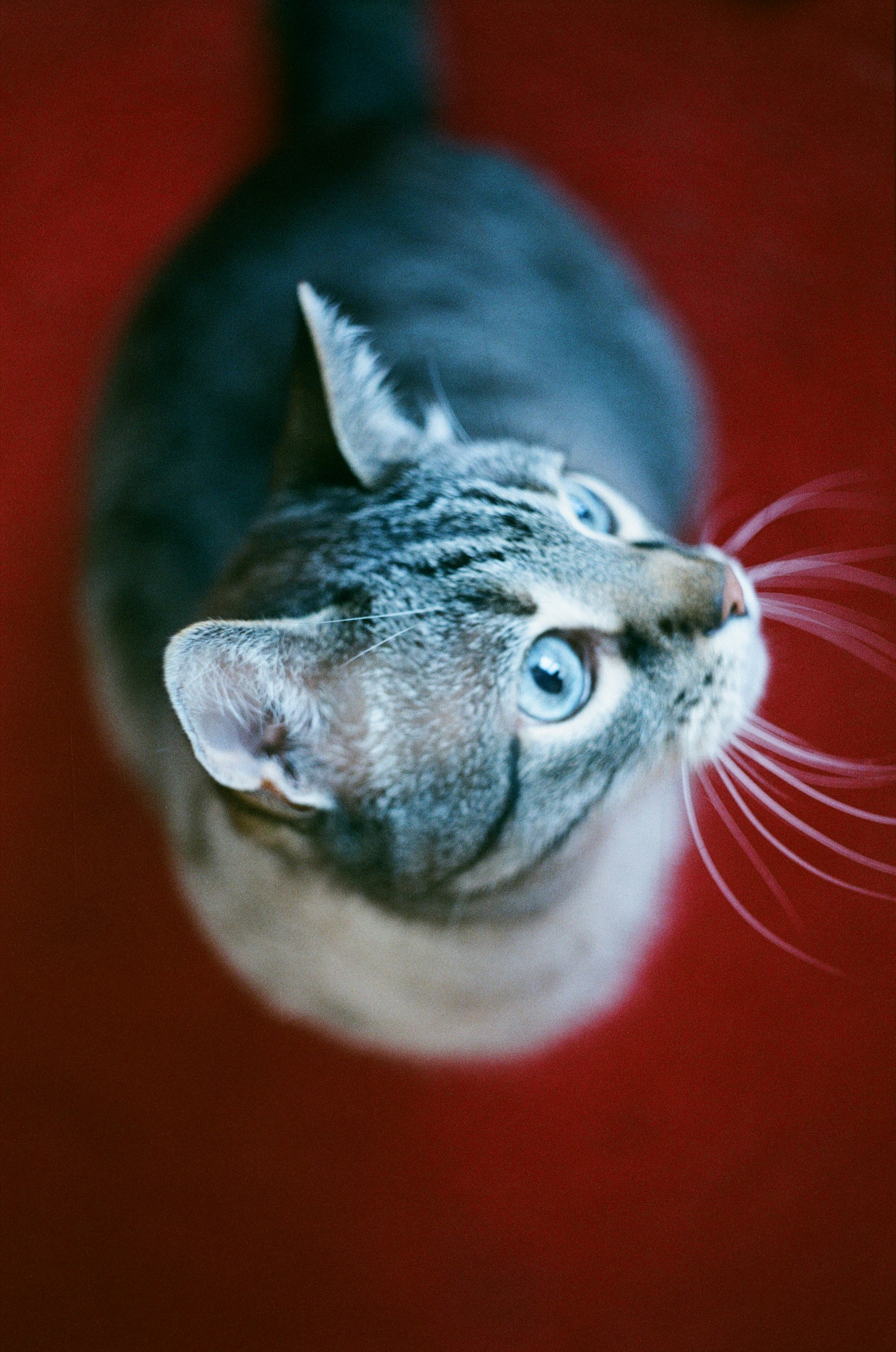 Un chat regardant la caméra