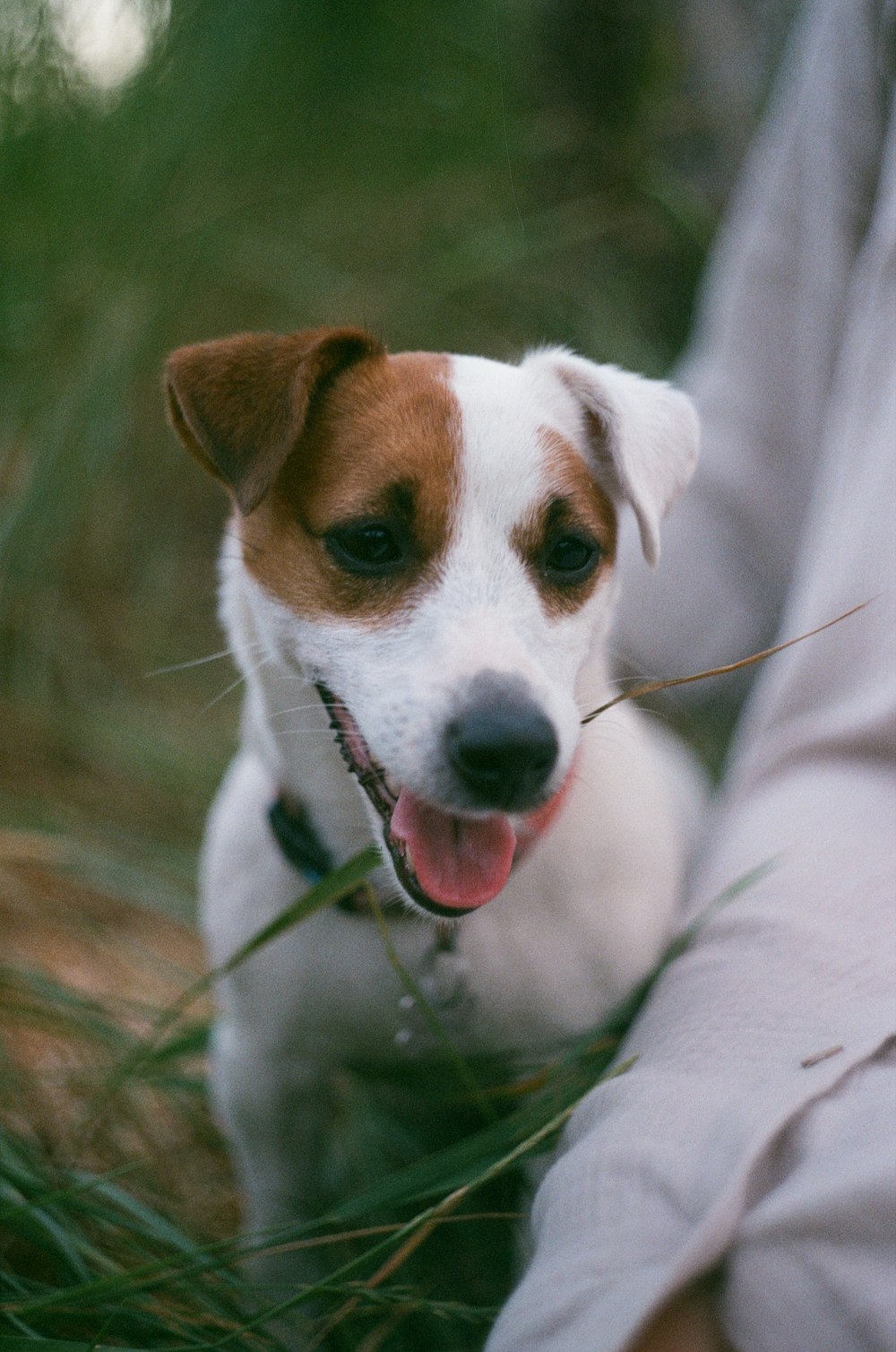 a dog licking a person's hand