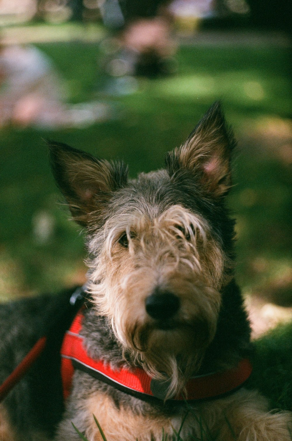 a dog with a red collar