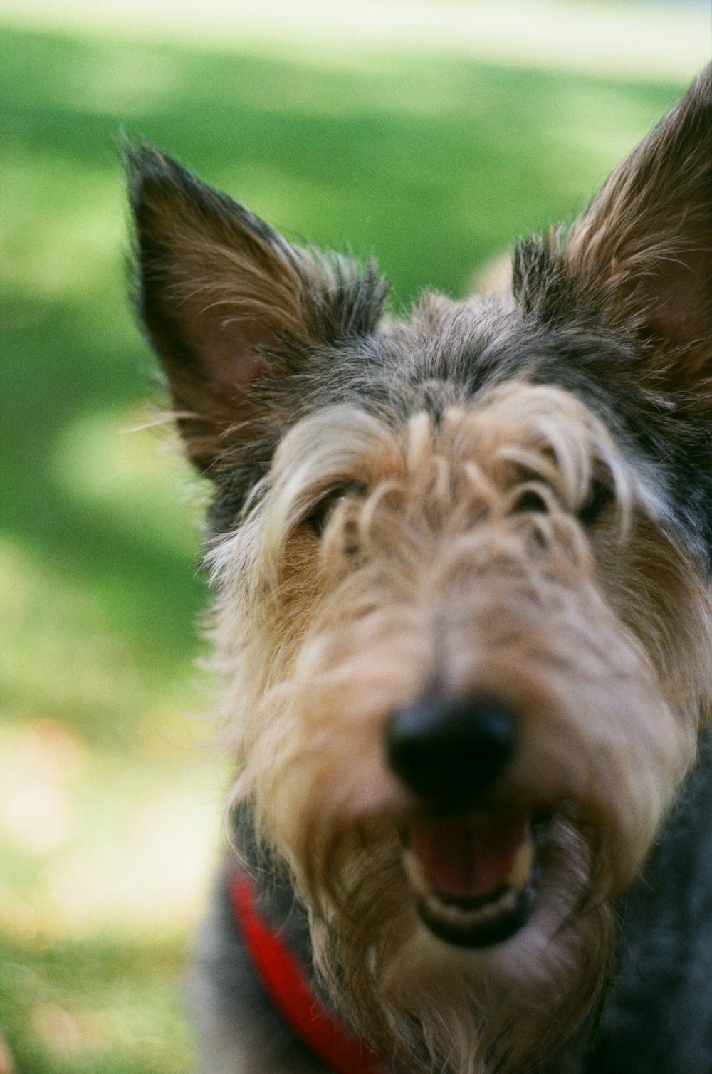 a dog with its mouth open