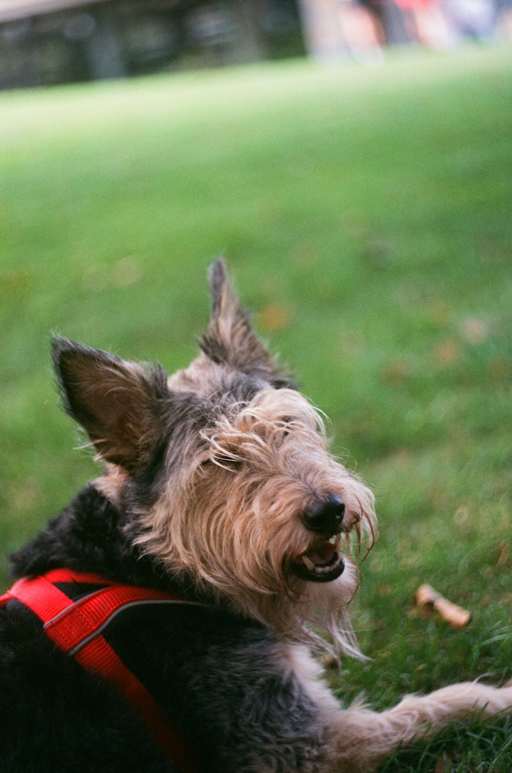 a dog lying on grass