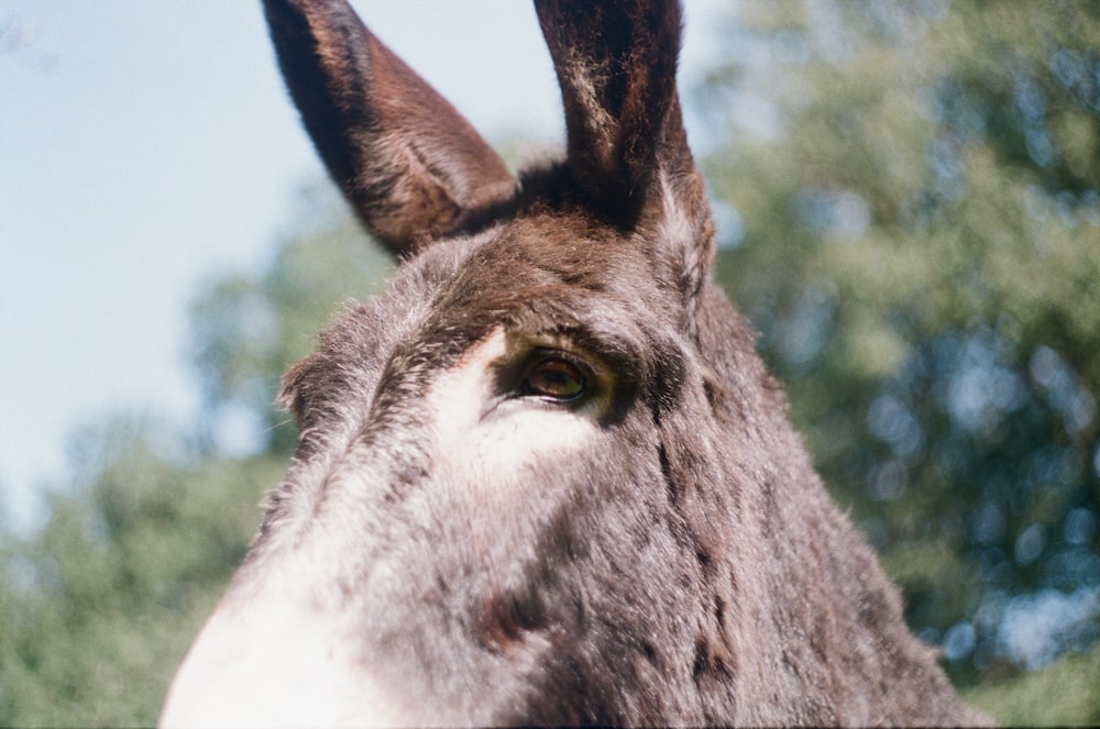 a close up of a donkey