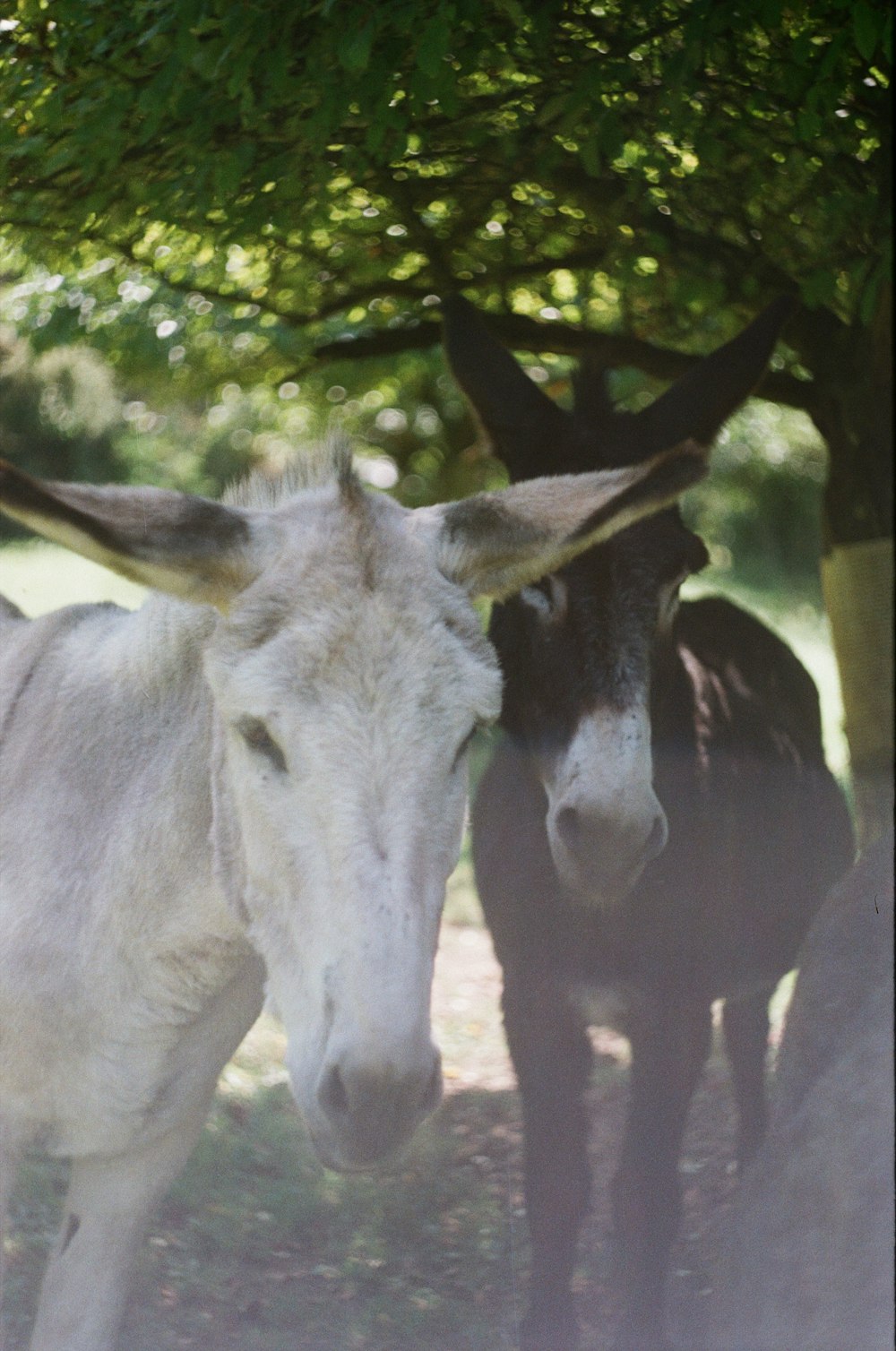 a couple of donkeys with antlers