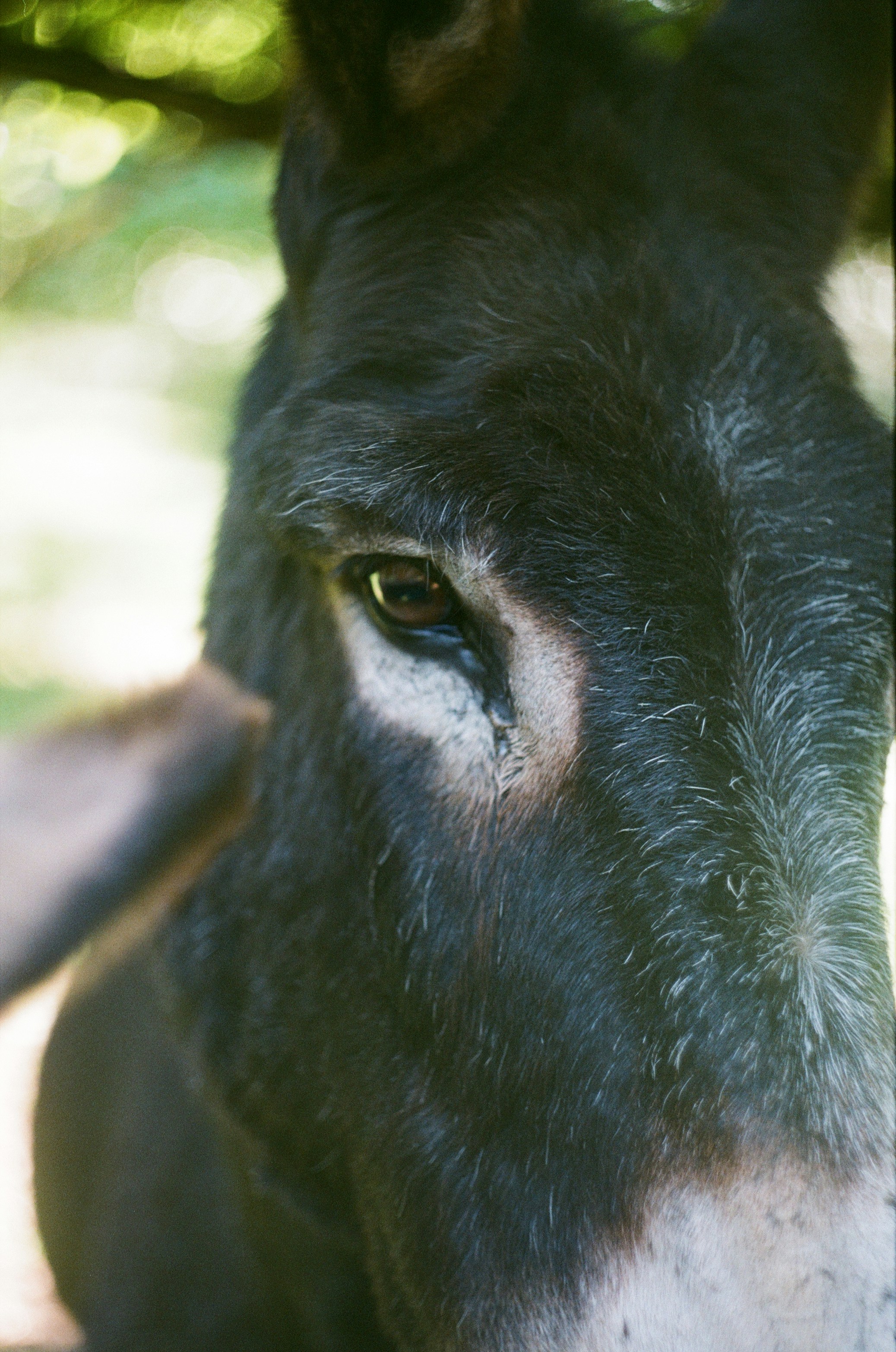 Gros plan d’un gorille