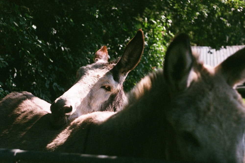 a horse with a white face