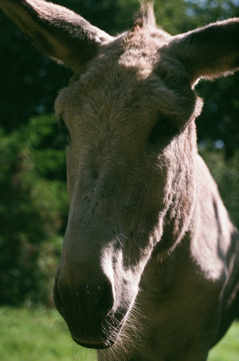 Un burro con un piercing en la nariz