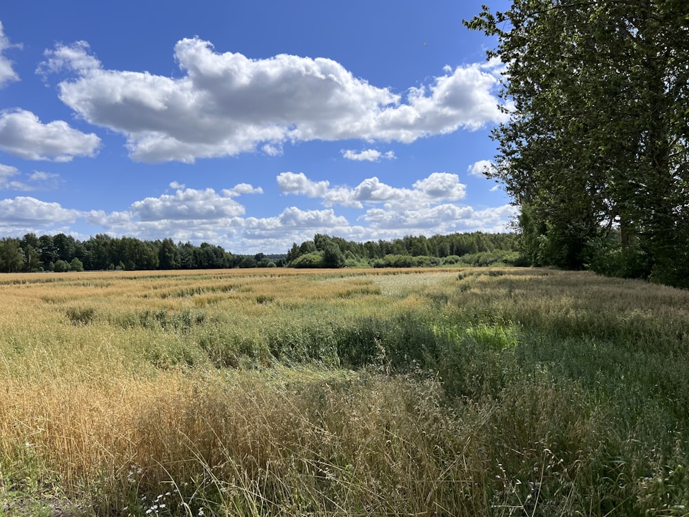 a field of grass with trees in the background