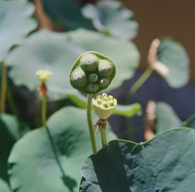 Close-up of a green lotus pod surrounded by large, smooth leaves. The pod contains several seeds, and the sunlight casts shadows on the surface.