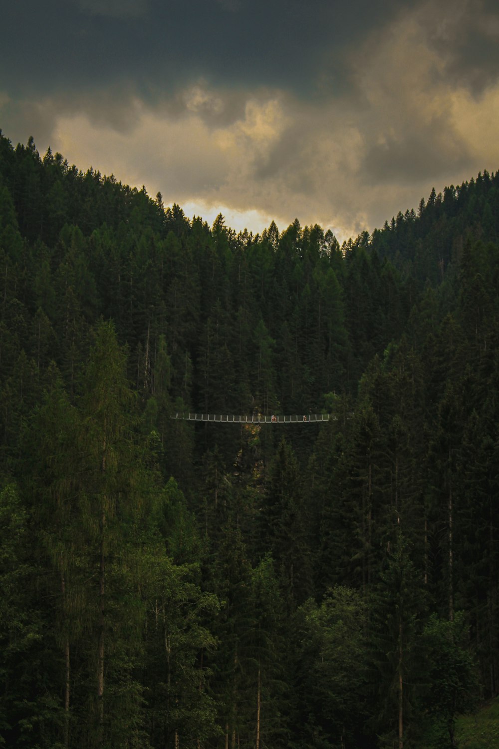 a bridge over a forest