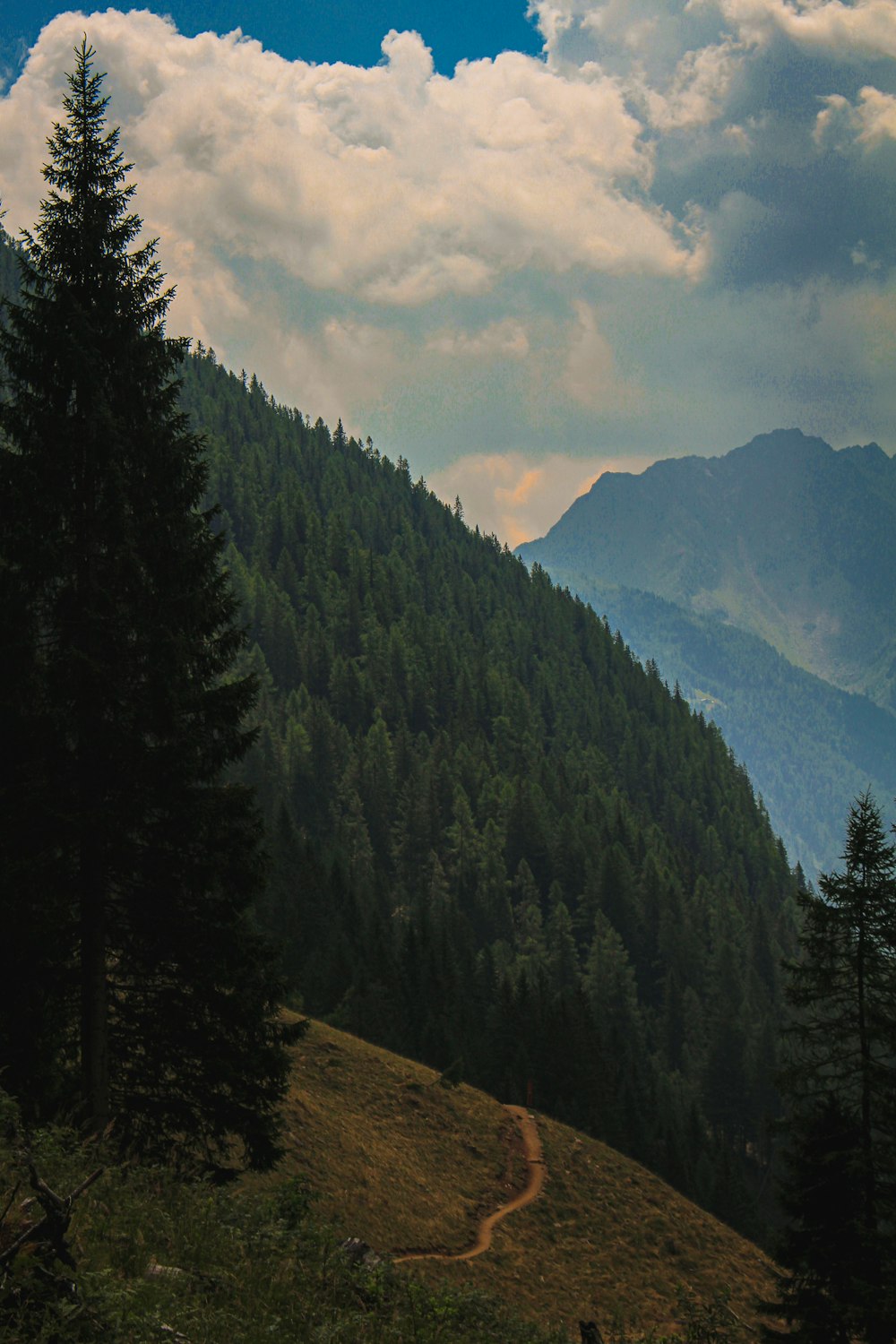 a landscape with trees and mountains