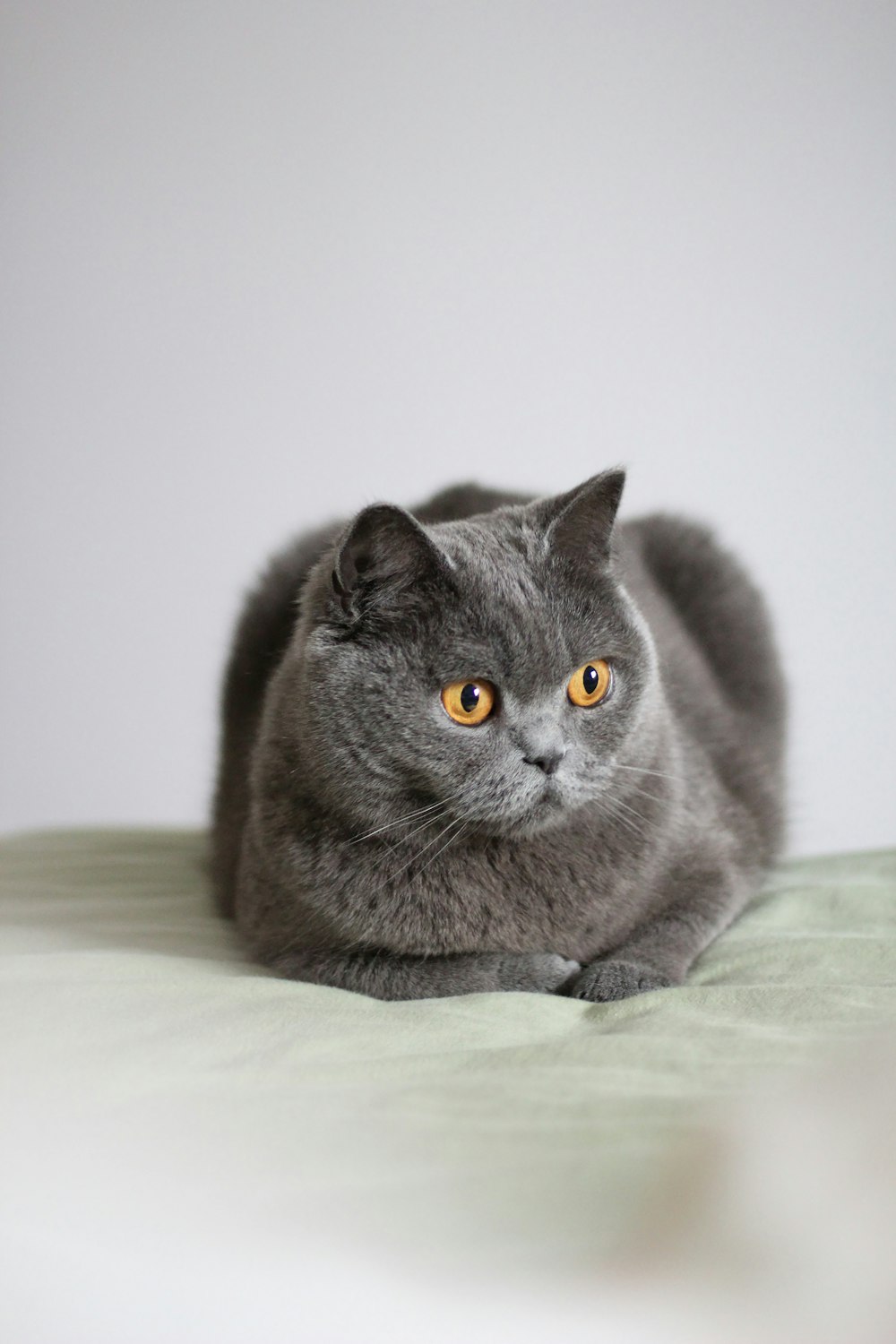 a cat lying on a carpet