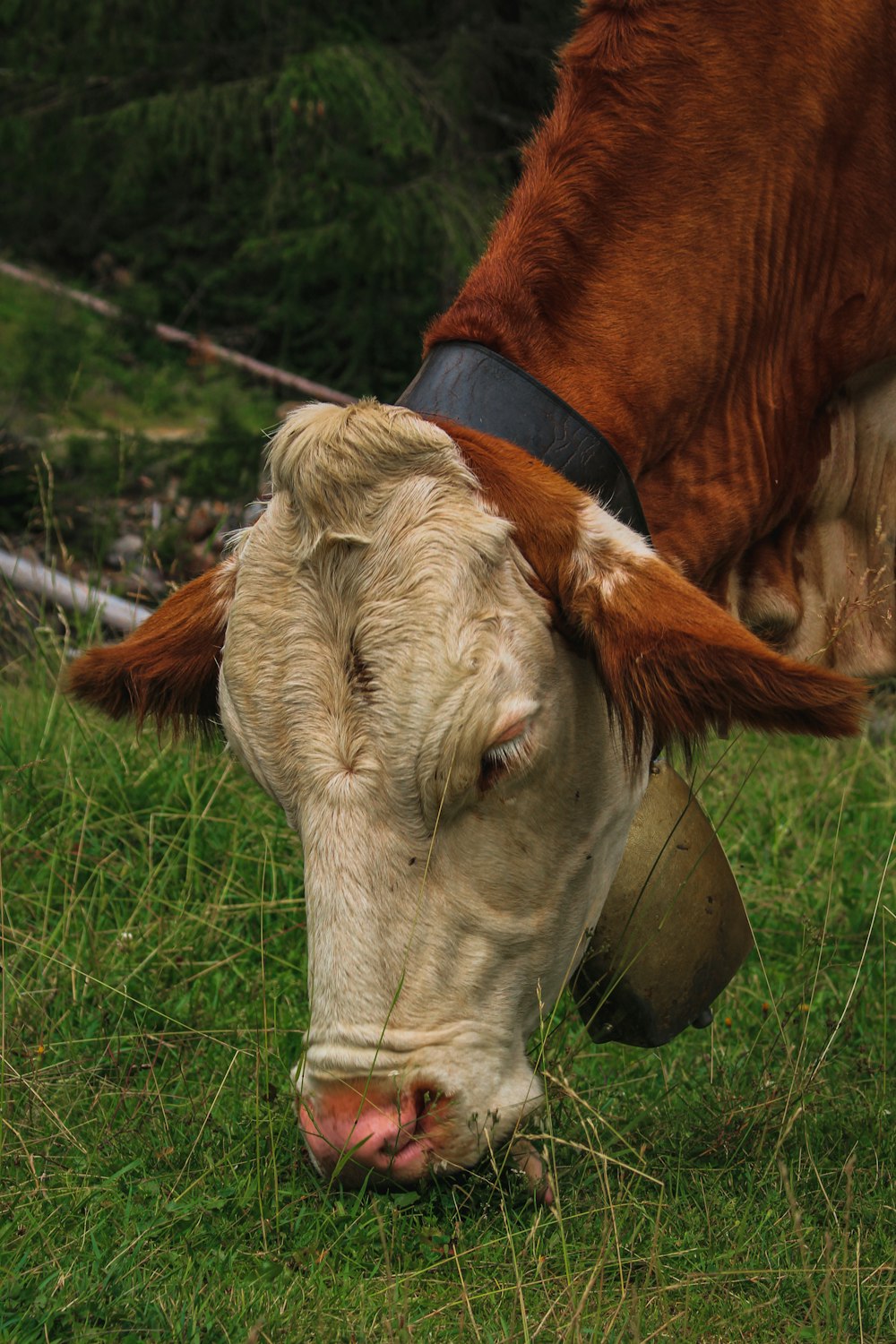 a cow with a bell around its neck