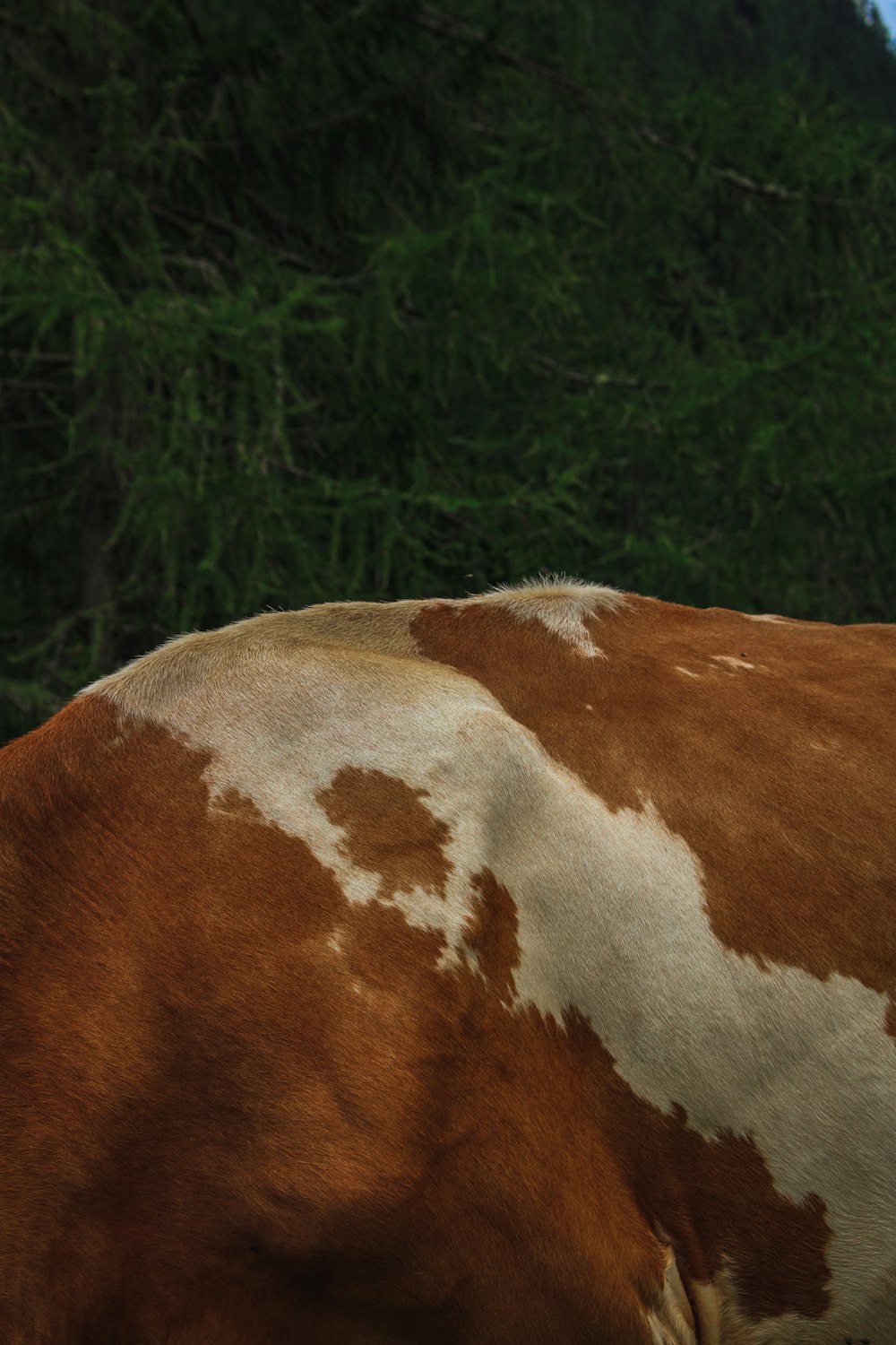 a brown and white cow