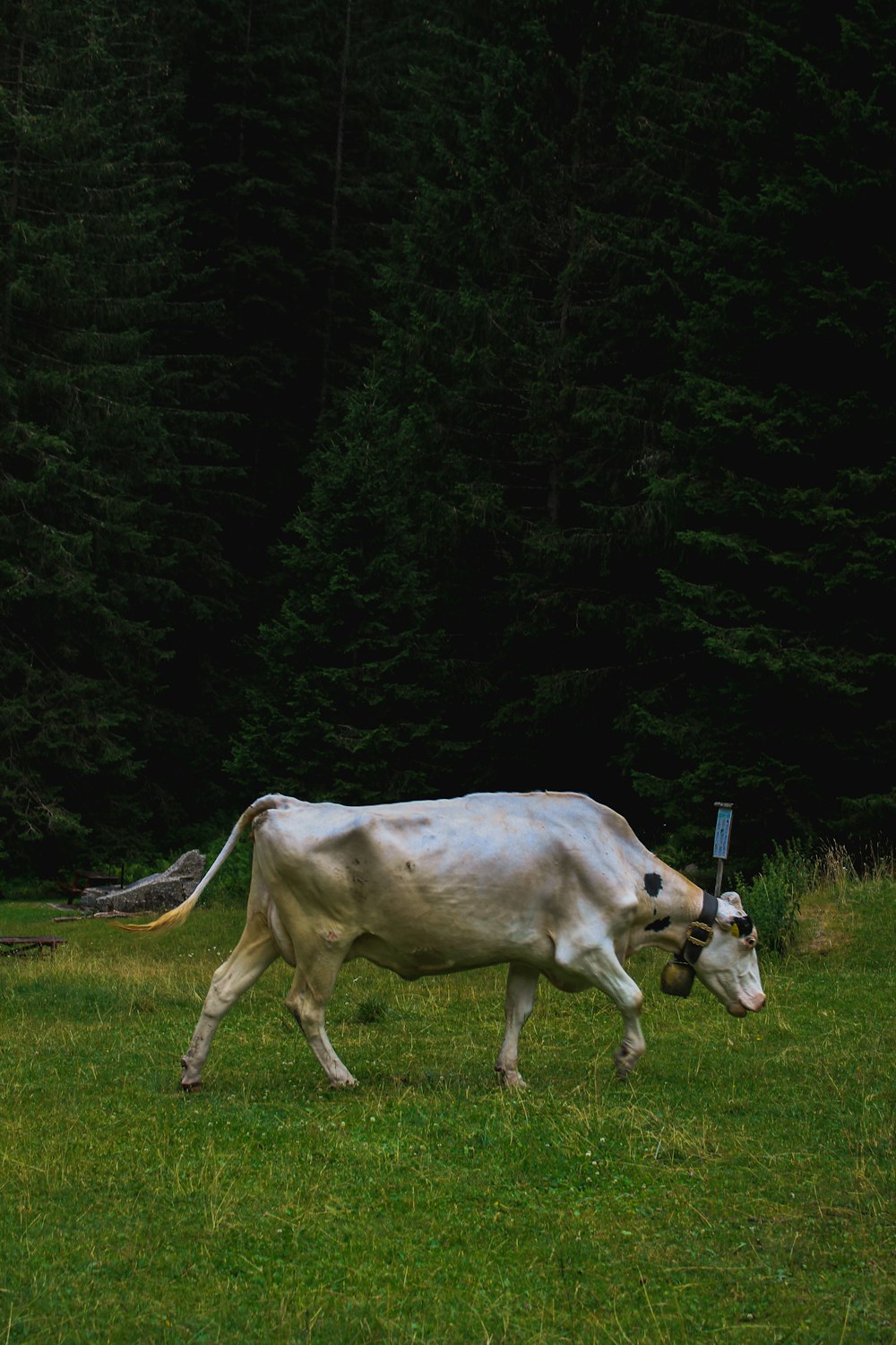 a cow with a bell on its neck walking in a field