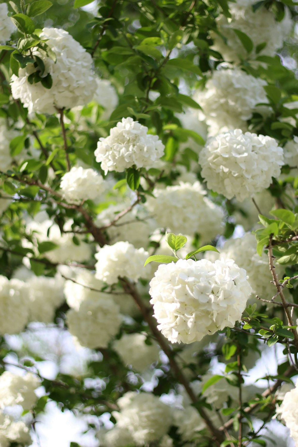 a close up of white flowers