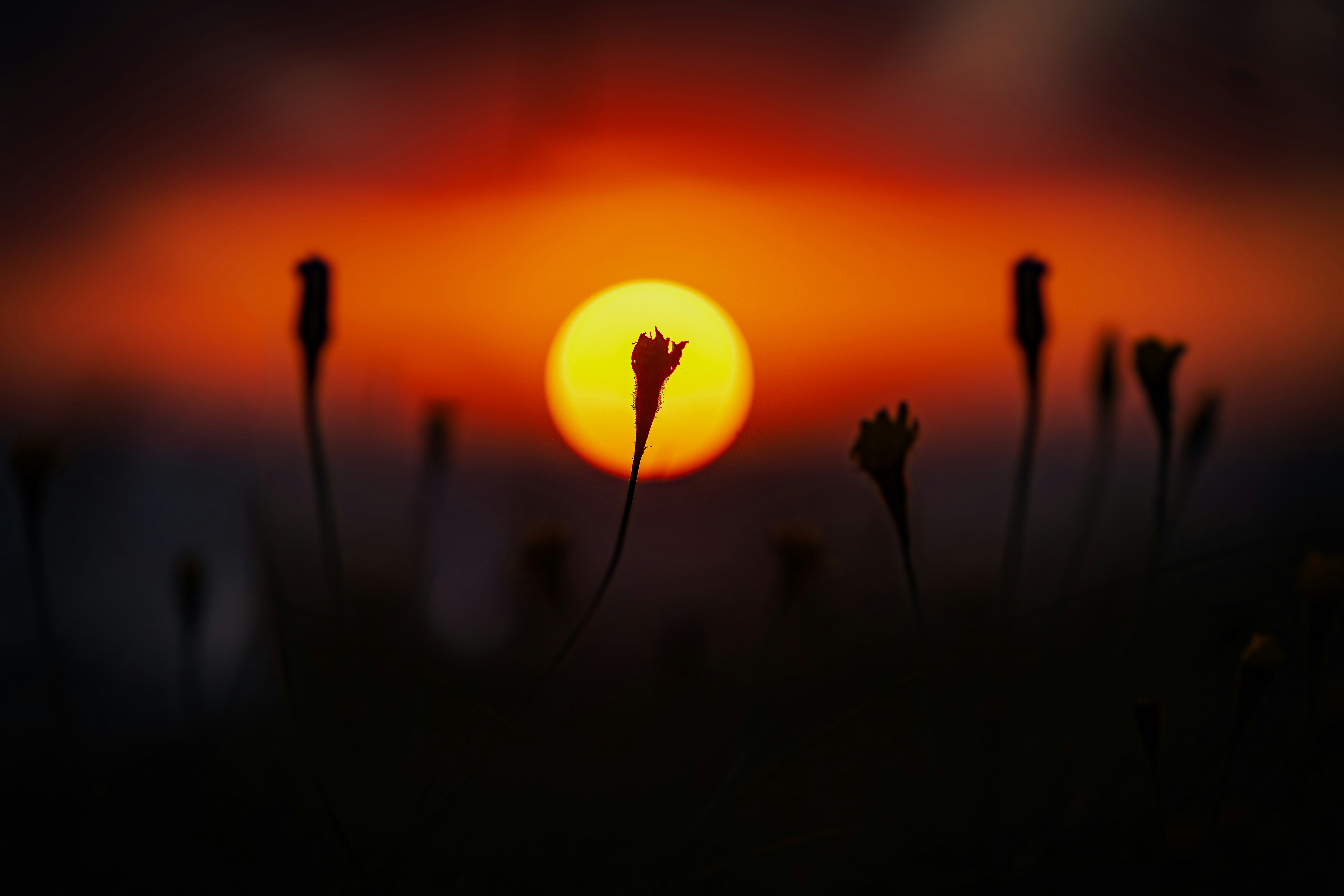 Photo by sylvesteraswin