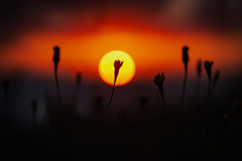 a silhouette of a person holding a flower in front of a sunset