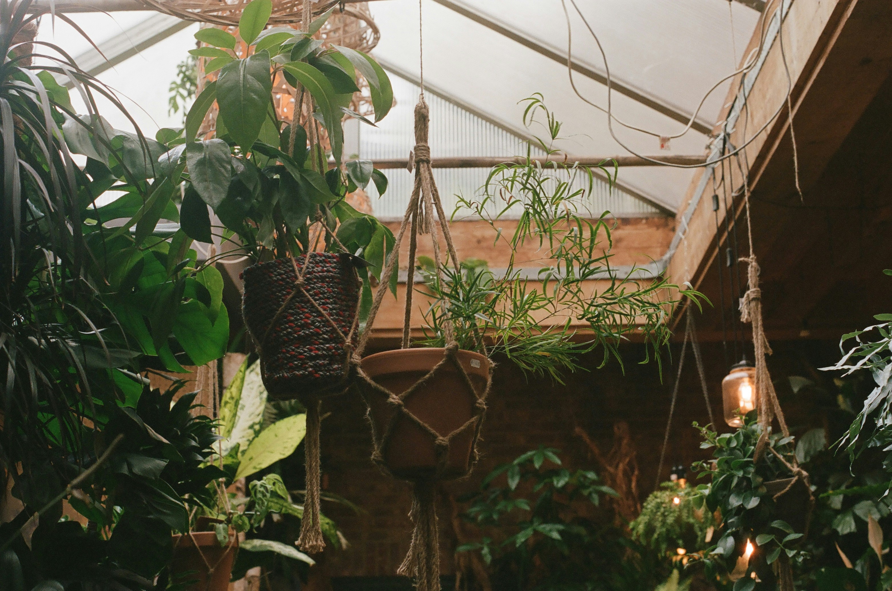 شخص يعتني بحديقة عمودية مائية داخلية