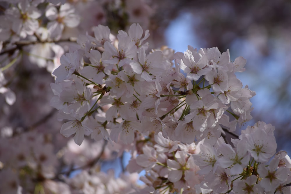 a close up of white flowers