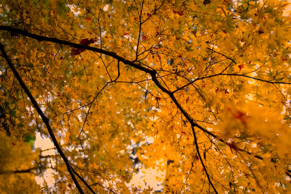 a tree with yellow leaves