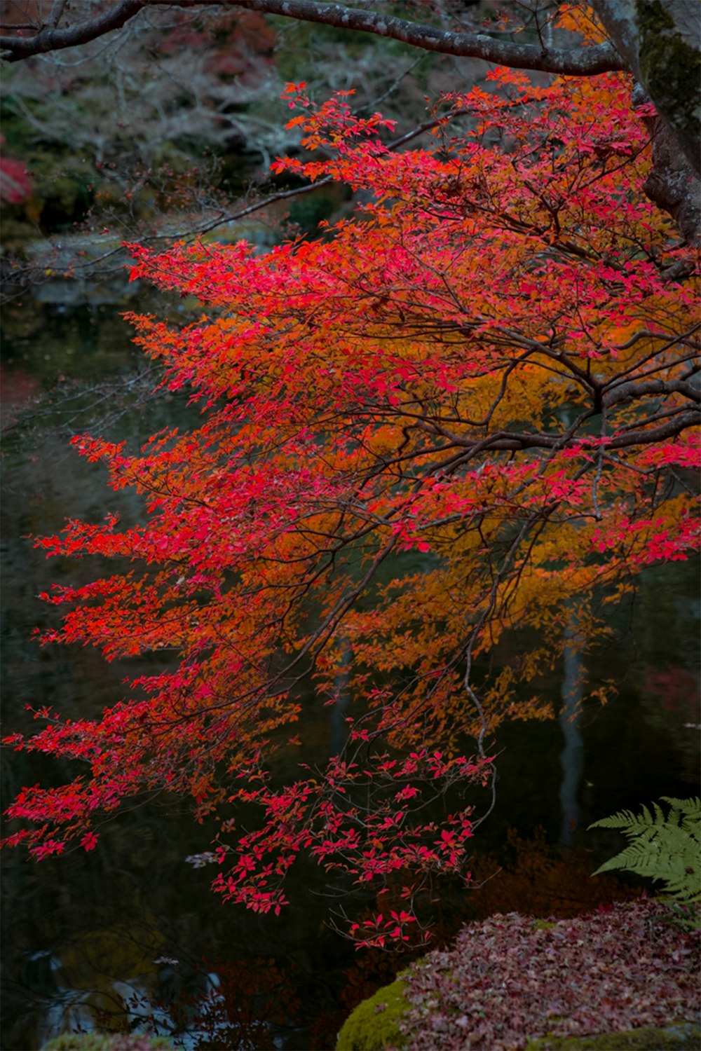 a tree with red leaves