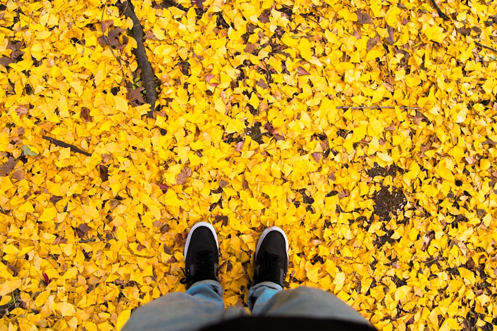 a person's legs on a yellow leaf covered ground