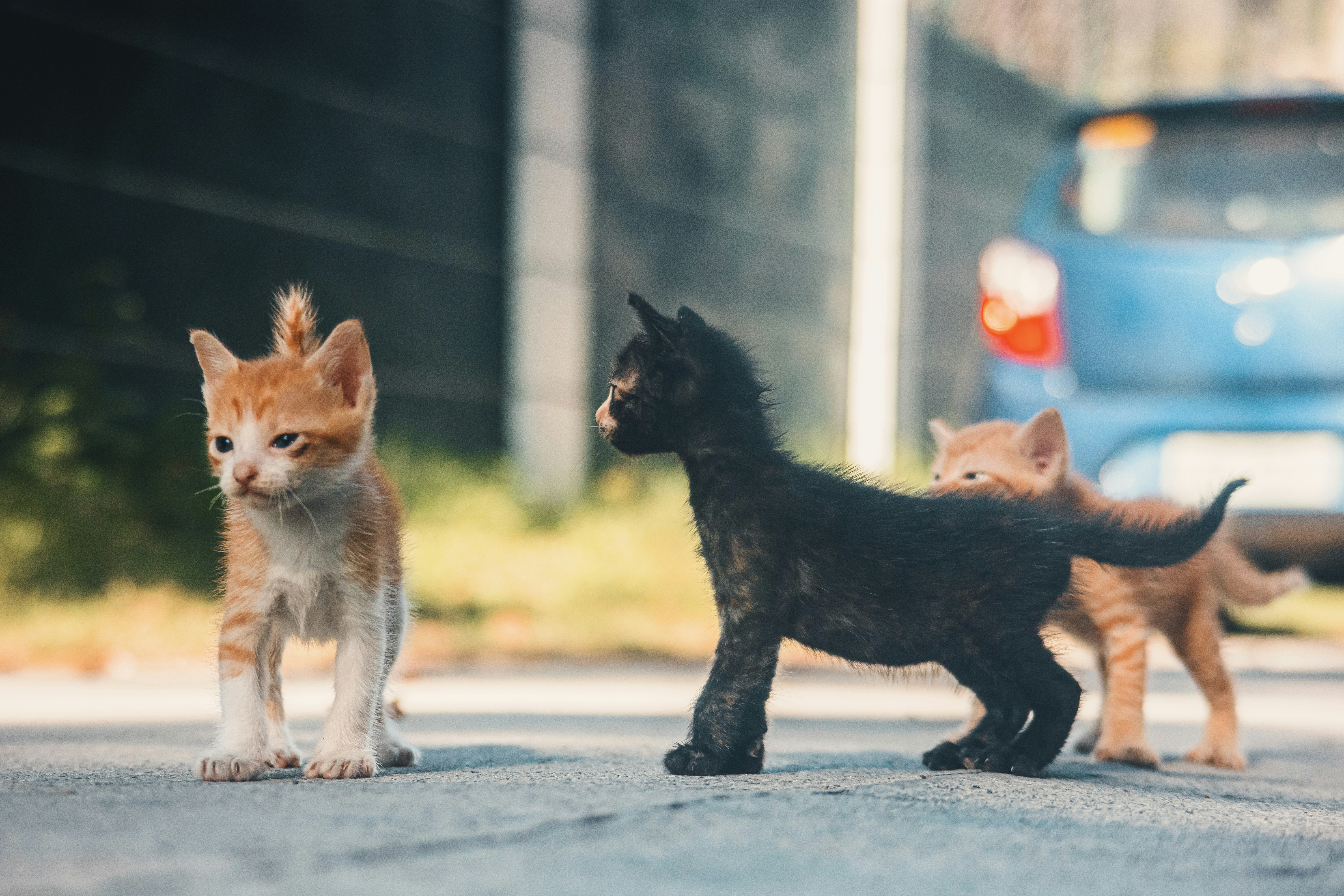 毛小孩秘密大公開！獸醫絕對不告訴你的真相！