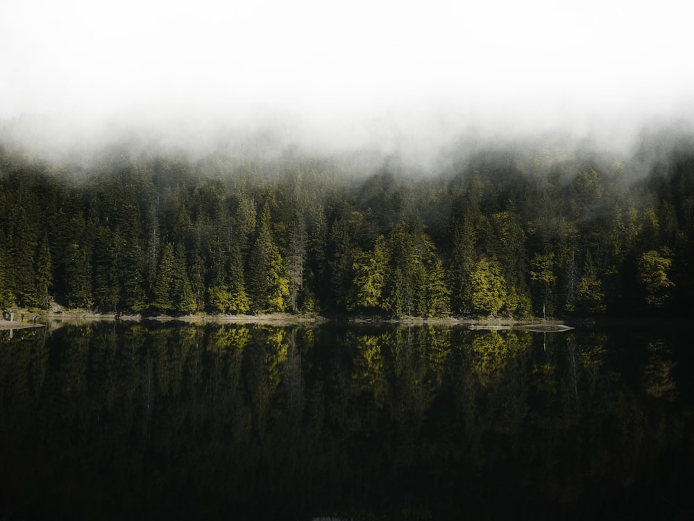 a lake with trees around it