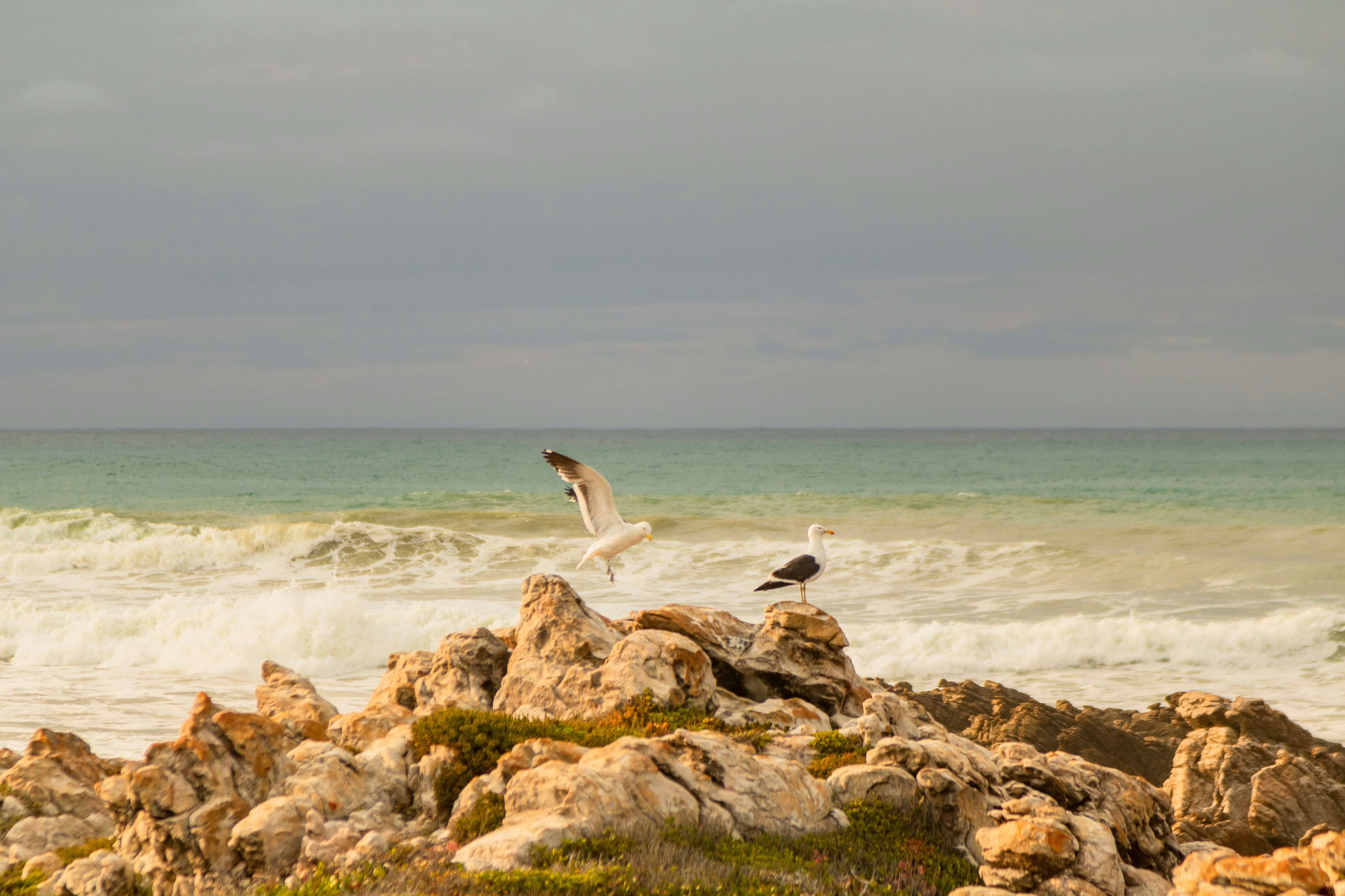 birds on rocks near water