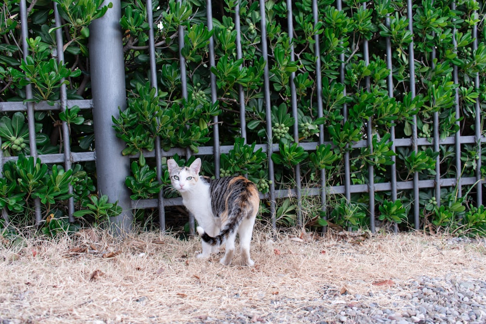 a cat walking on dirt near a fence