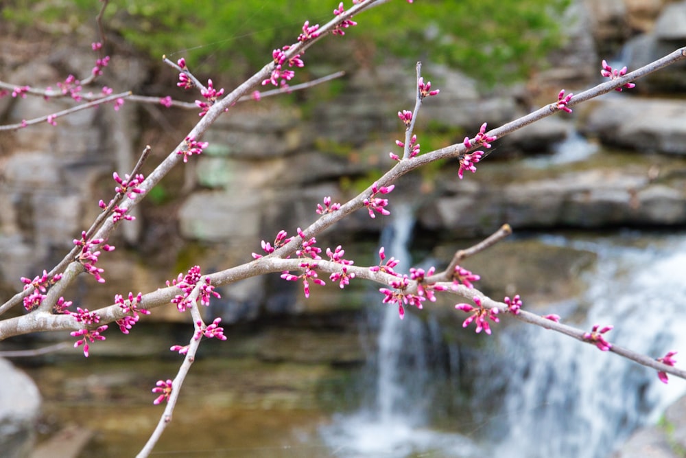 a branch with pink flowers in front of a body of water