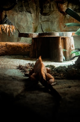 A reptile, possibly an iguana, is lying on the ground in a dimly lit environment. The area features a large wooden stump and rocky textures on the ground and surrounding walls. The lighting is soft and focused, creating a naturalistic habitat atmosphere.