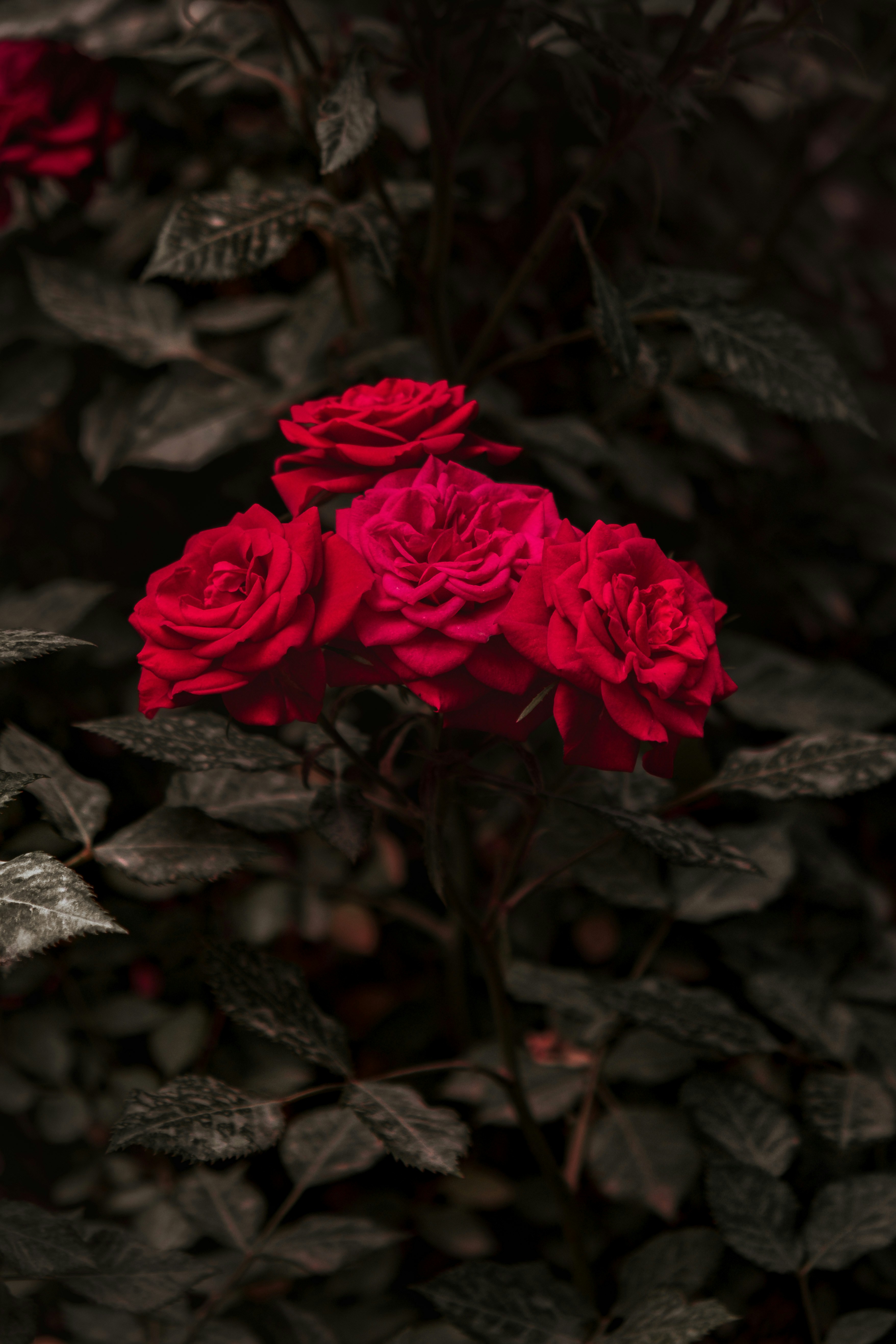 abstract red wallpaper 4k, wallpaper, Digital Marketing Strategy: A Comprehensive Guide 4